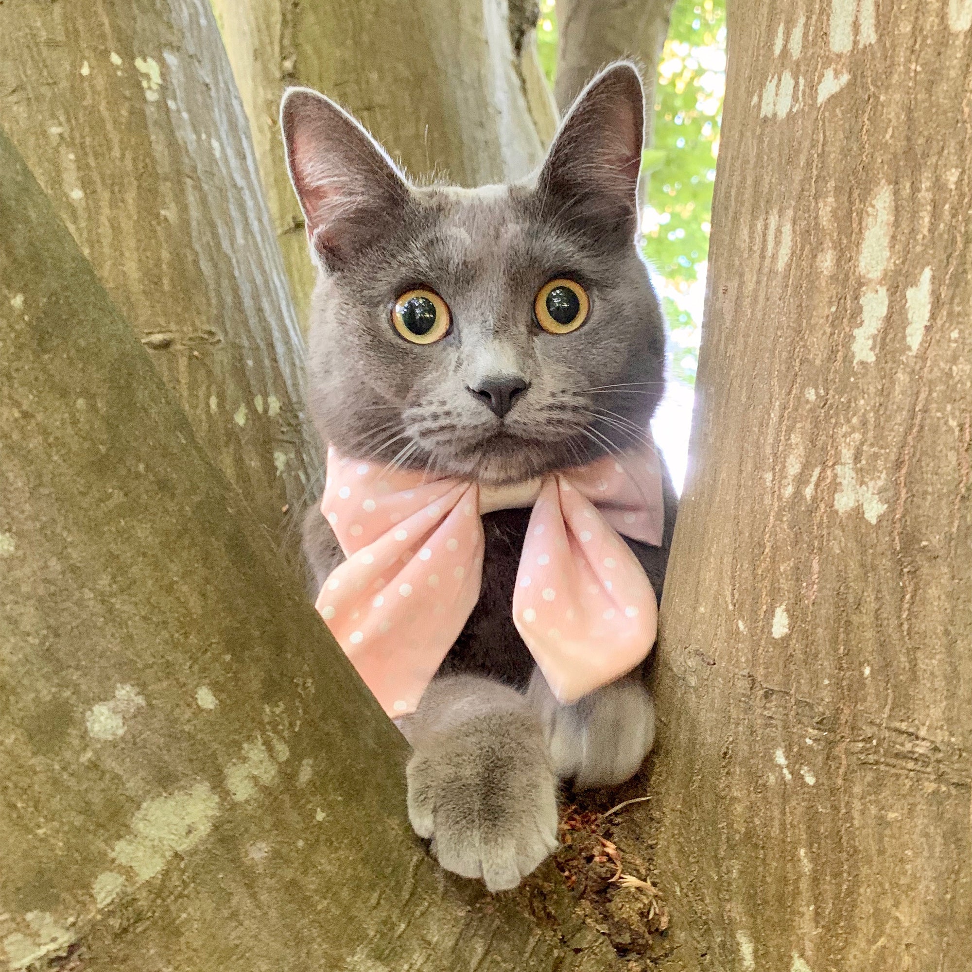 Pink Polka Dot Sailor Bow